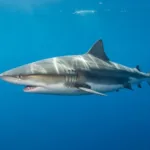 Qual praia do brasil tem mais tubarão? Saiba onde evitar