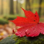 Pontos turísticos Vancouver: o que não perder na viagem